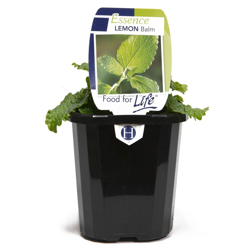 LemonBalm.jpeg
