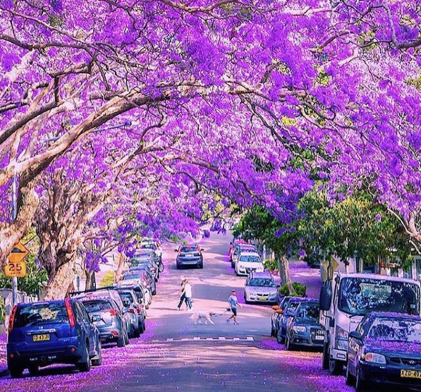 Jacarandas in Kirrabilli.png