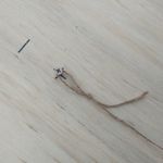 1.5 Looped string for screw.jpg