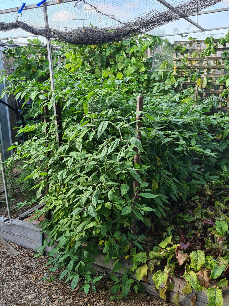 Manzano's are going mad