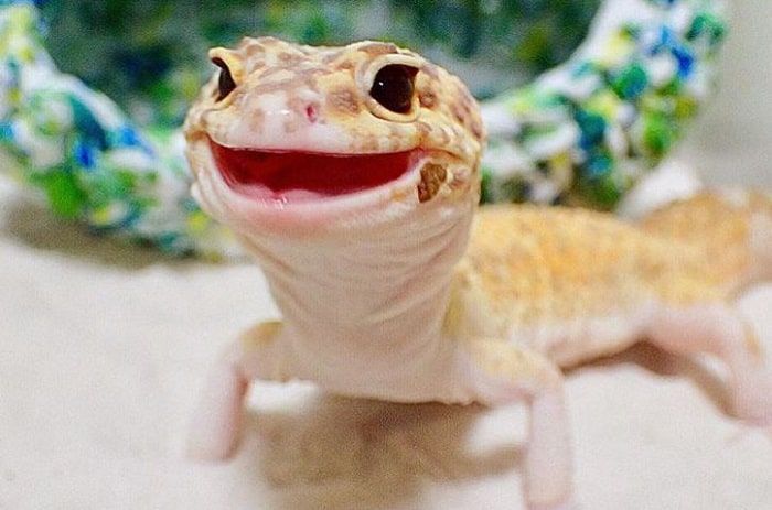 leopard-gecko-smile1