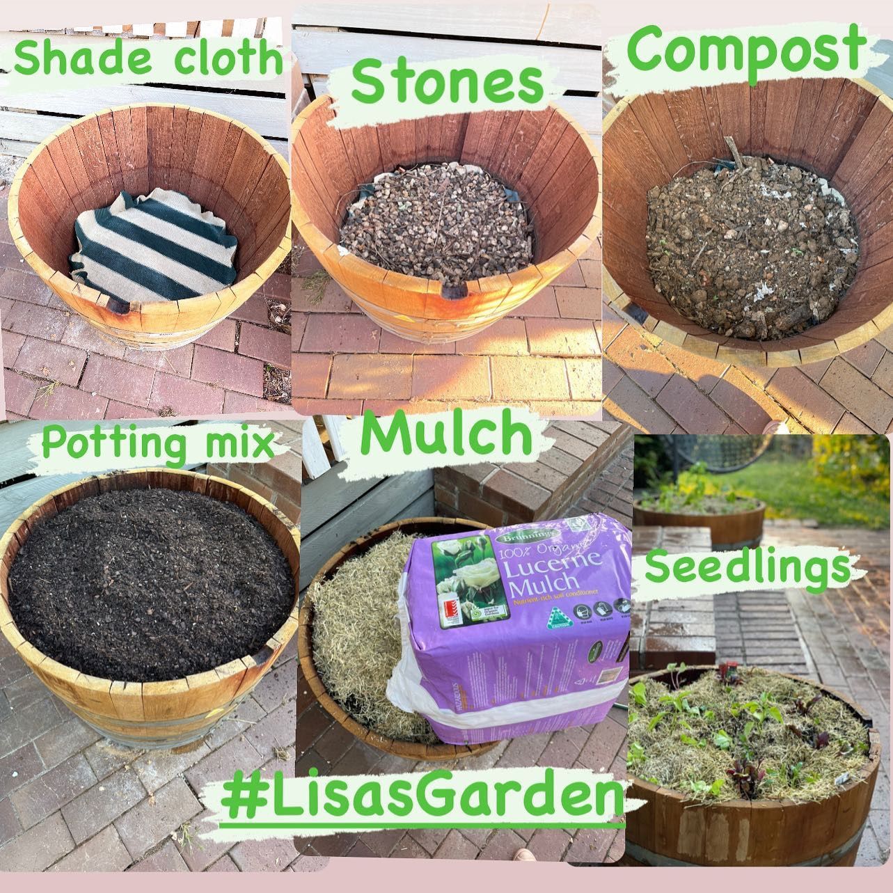 Veggie project 2 Wine barrels as garde... Bunnings community