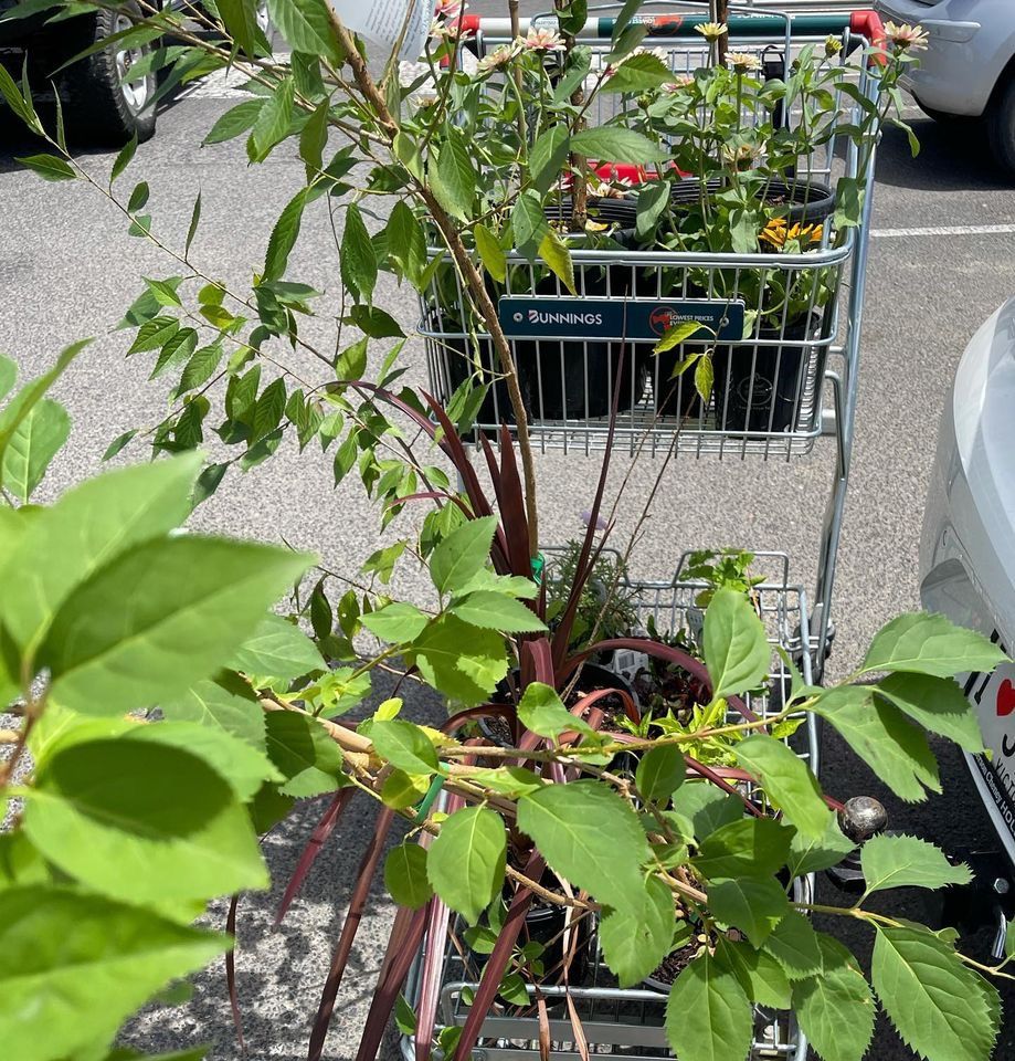 Veggie project 2 Wine barrels as garde... Bunnings community