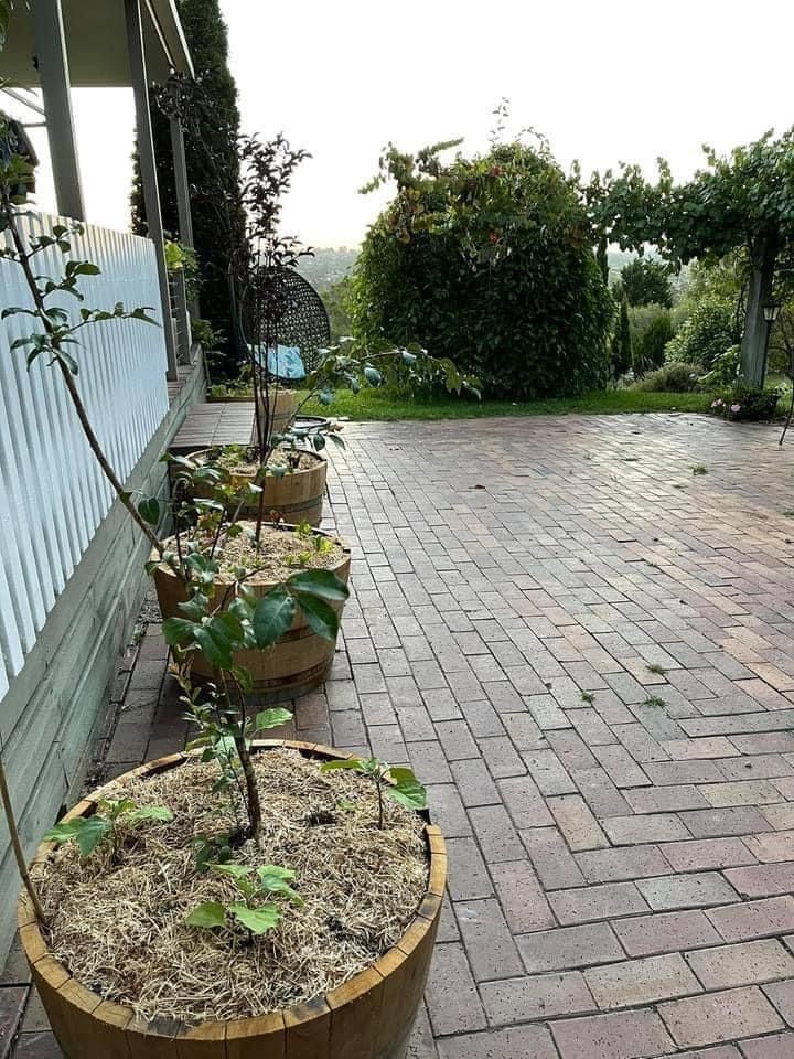 Veggie project 2 Wine barrels as garde... Bunnings community