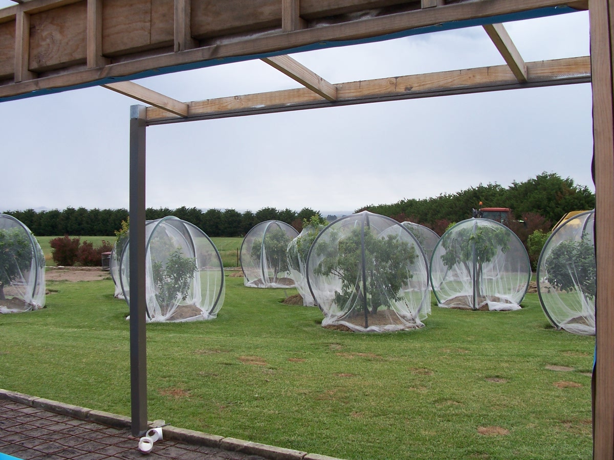Alternative to bird netting! Bunnings community