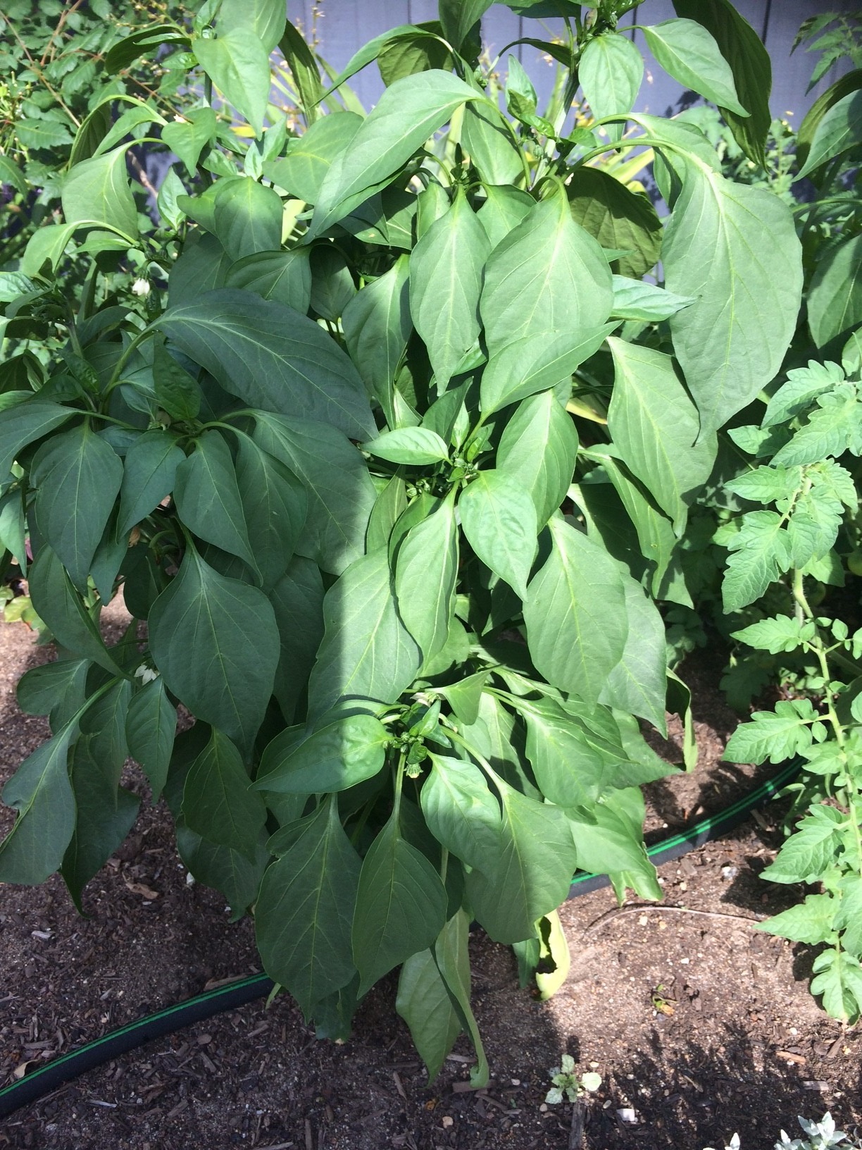 Solved Growing and caring for chilli plants Page 3 Bunnings