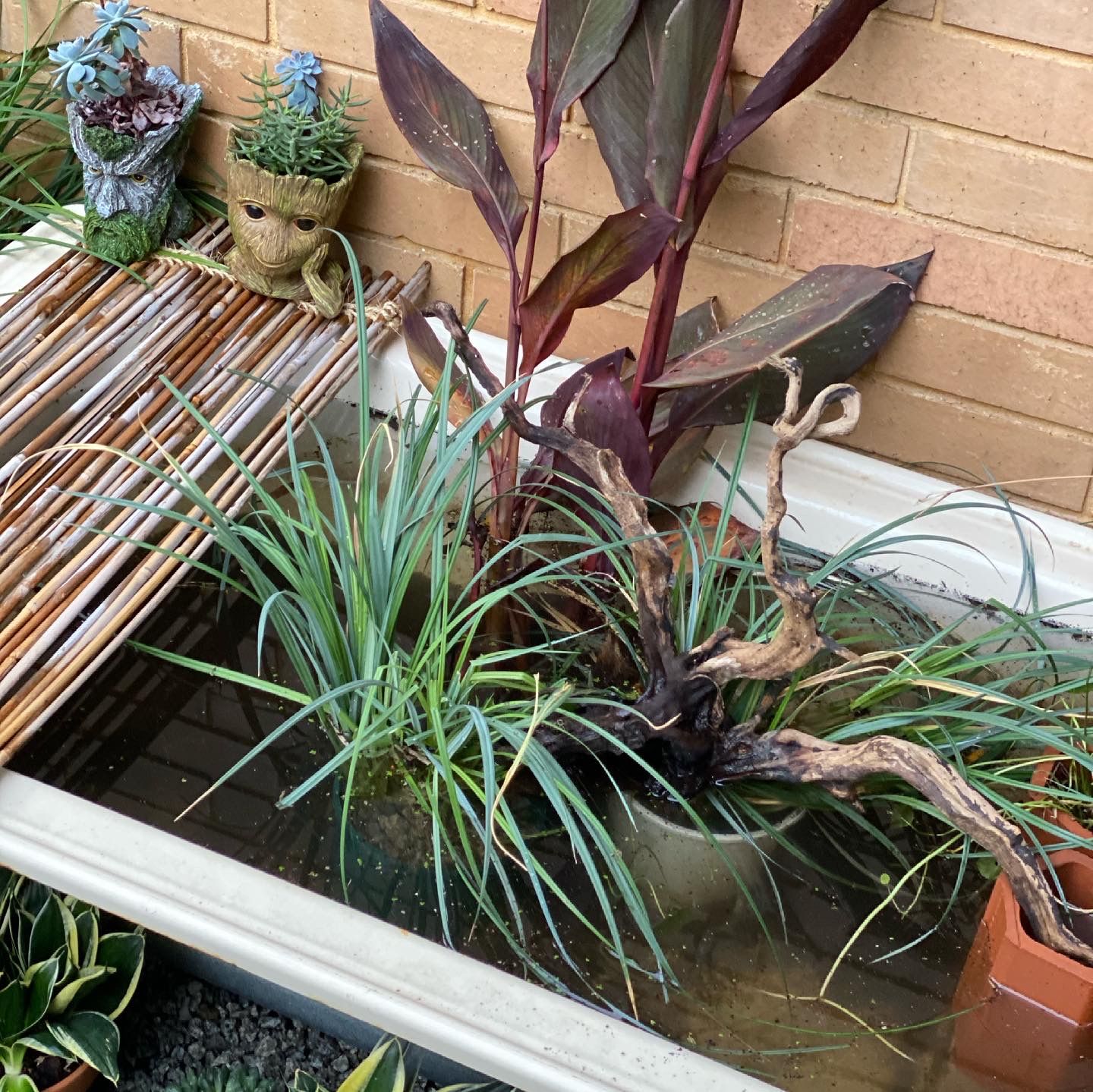 How to make a frog pond in your garden Bunnings community