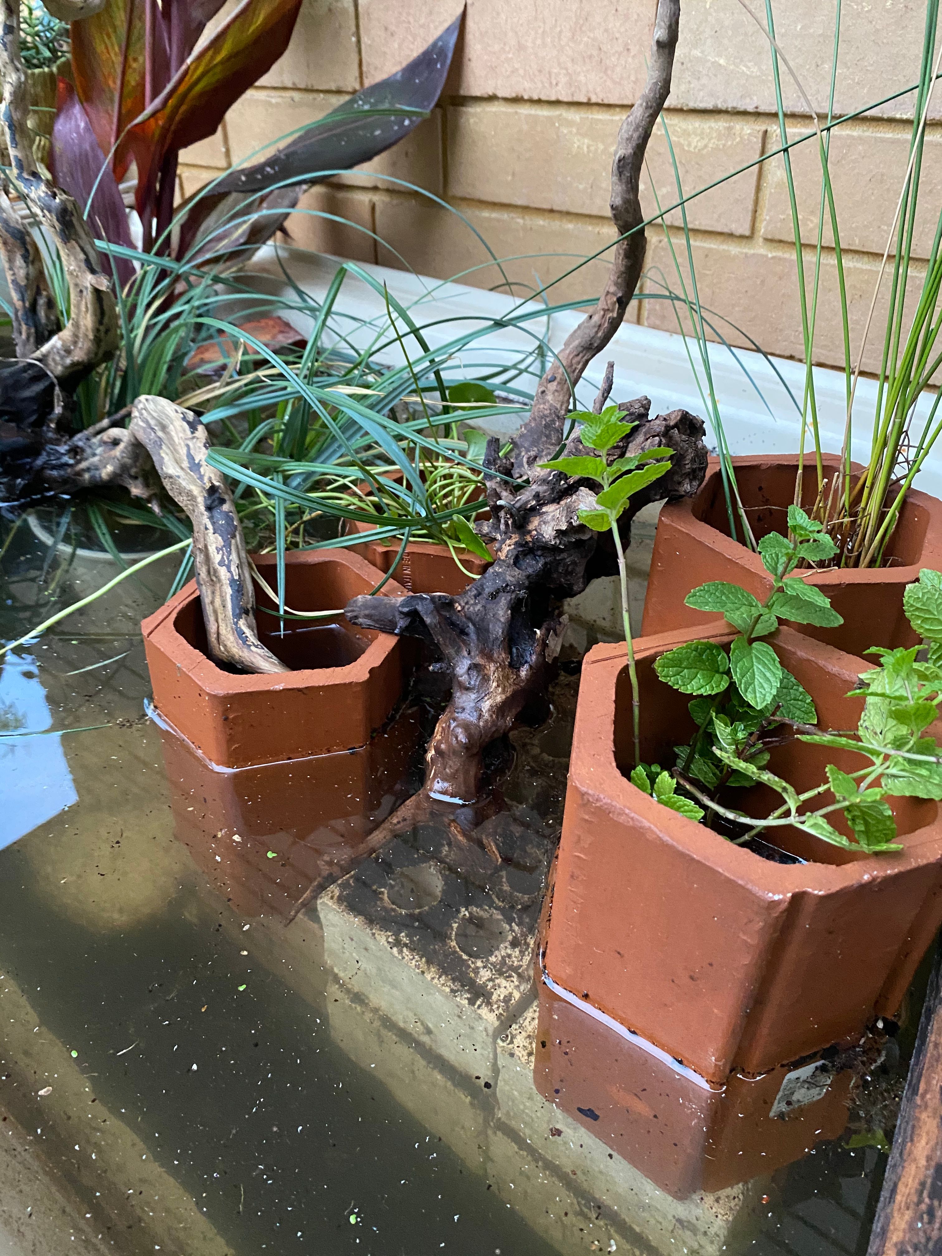 How to make a frog pond in your garden Bunnings community