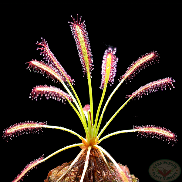 drosera capensis 'red' (sundew)
