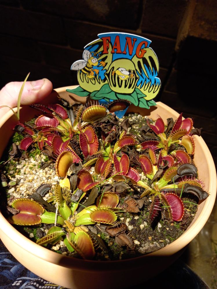 bunnings VFT, one season after being repotted.