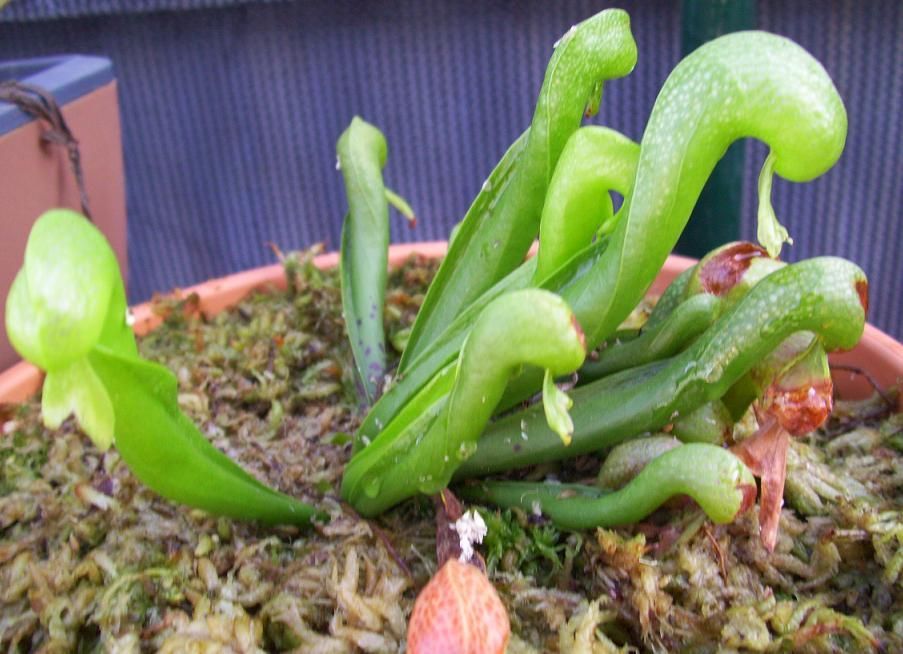 my favourite CP. "Darlingtonia Californica" - the cobra plant (its not actually a lily despite being called cobra lily)
