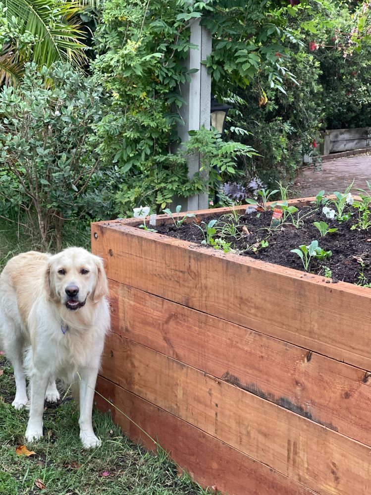 raised garden beds.jpeg