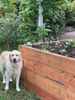 raised garden beds.jpeg