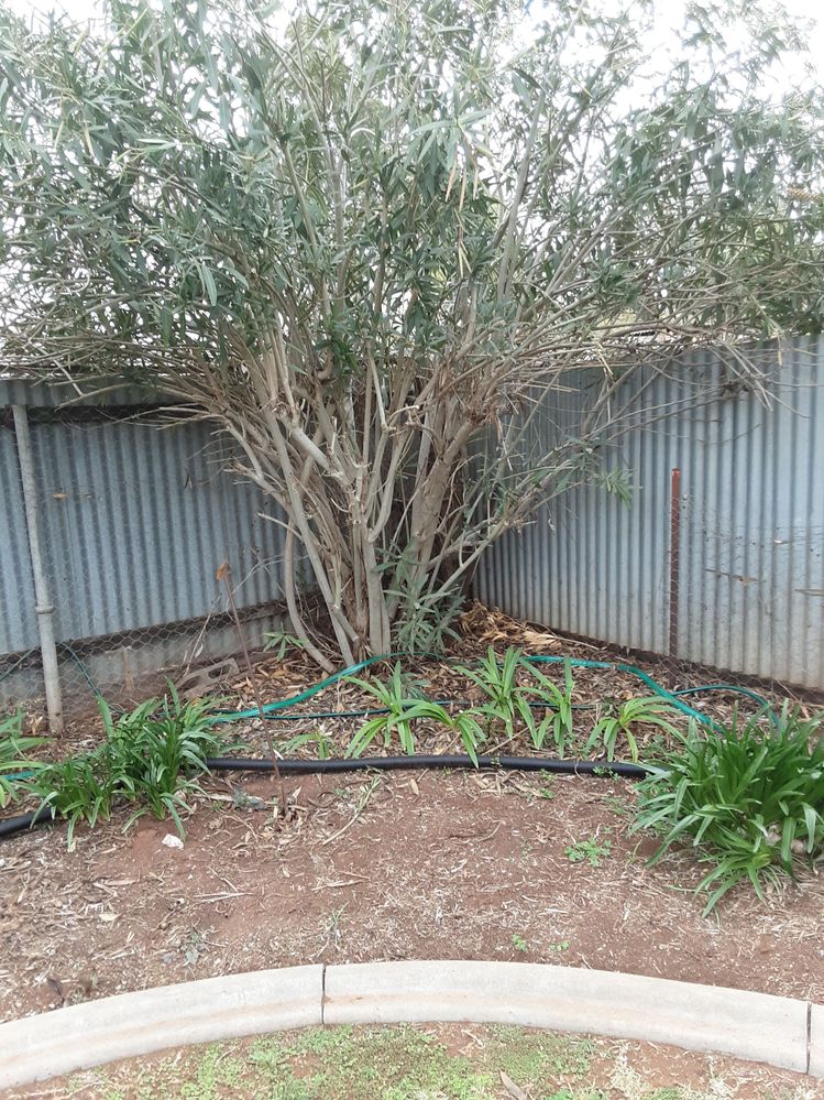 Seat to go in front of the Oleander
