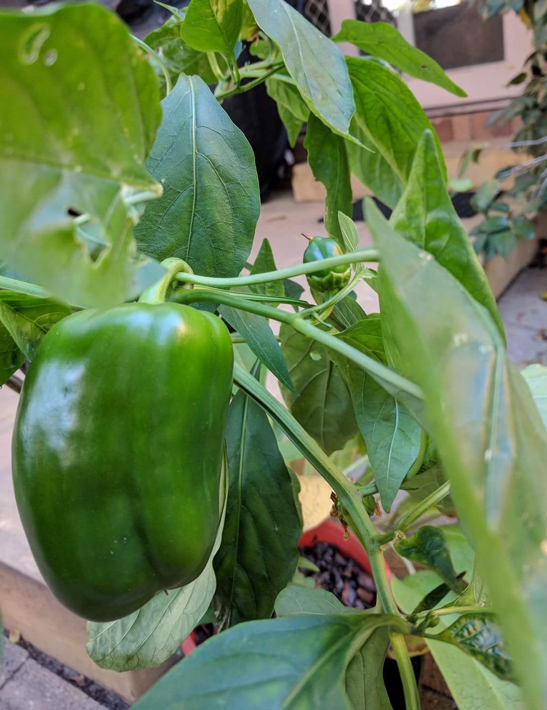 Solved Growing and caring for chilli plants Page 3 Bunnings