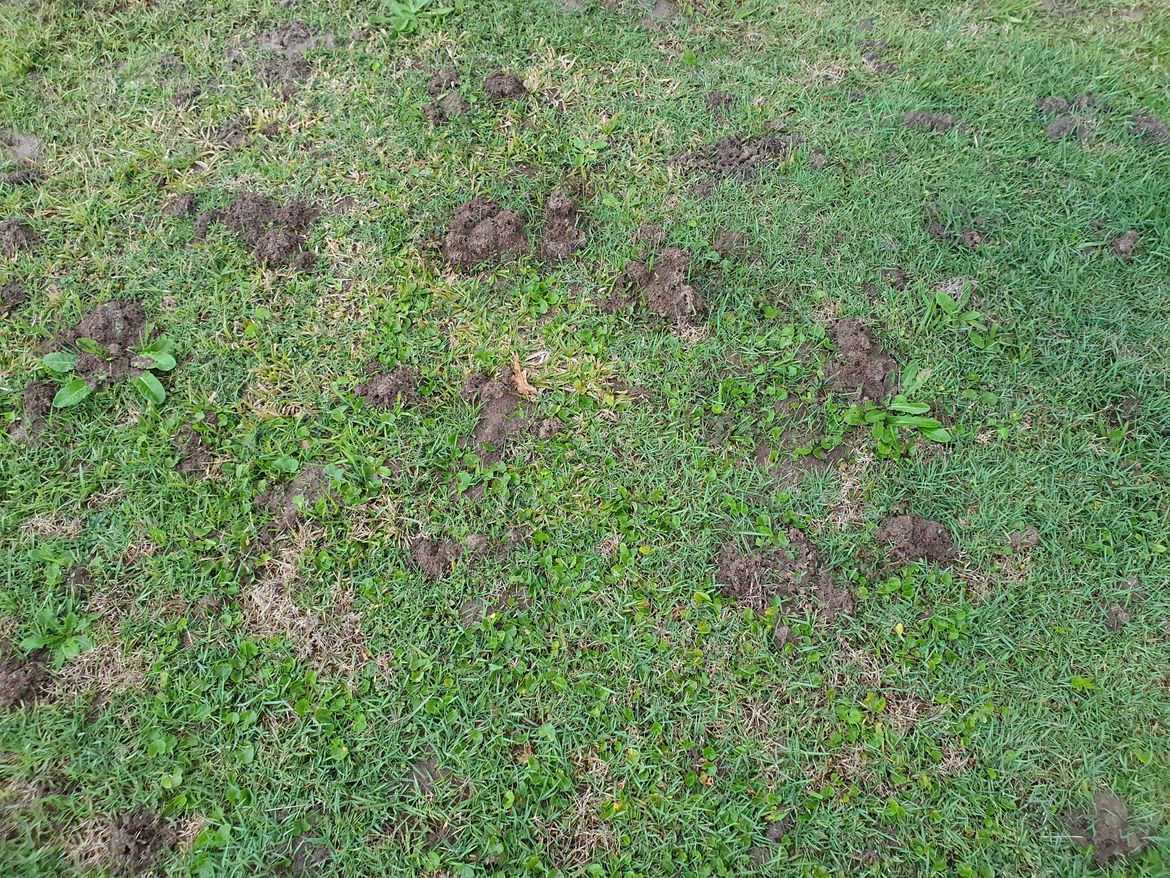 Ant Mounds