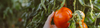 Tomato.png