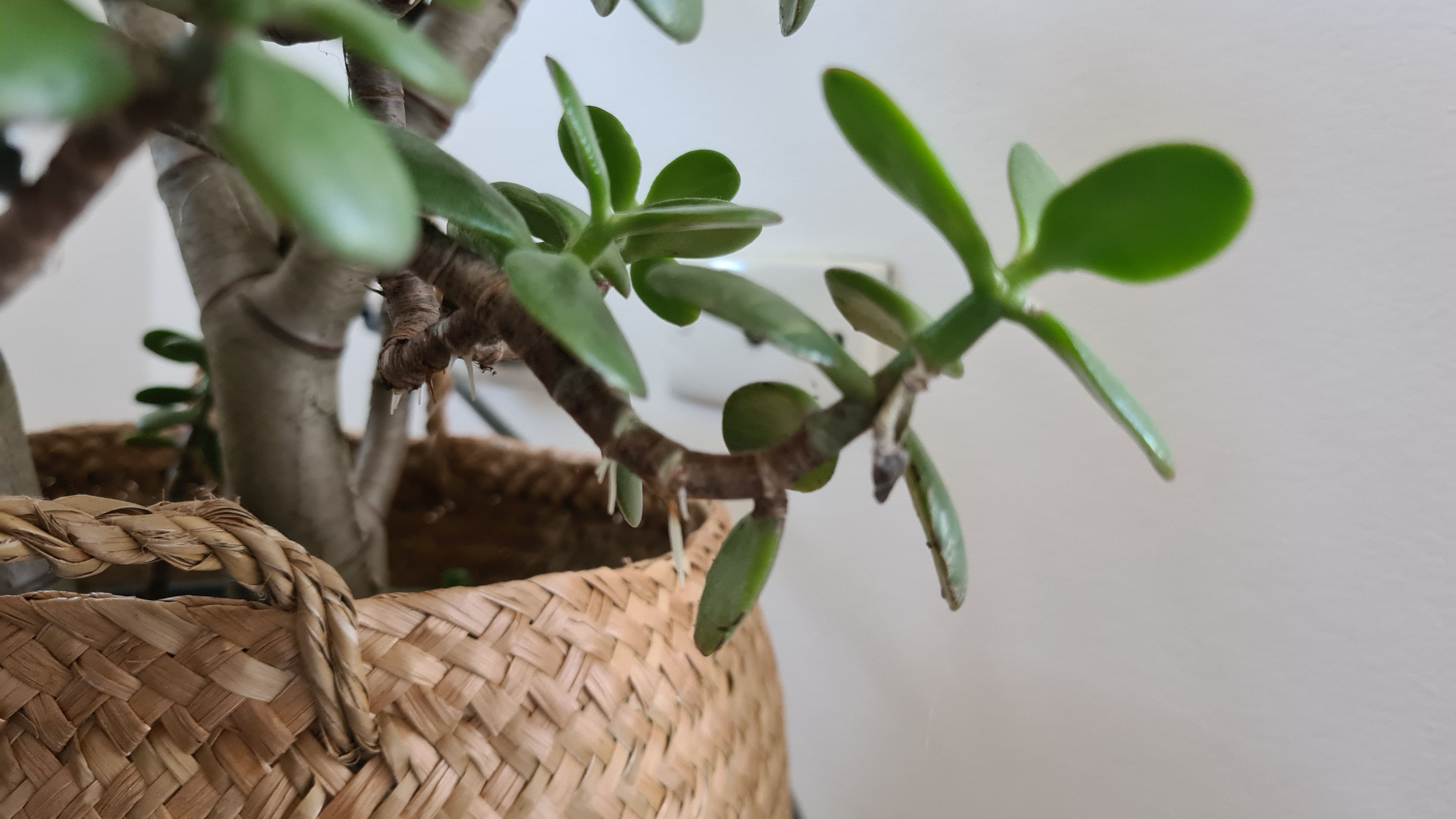 Why do my jade plants leaves have roots Bunnings community