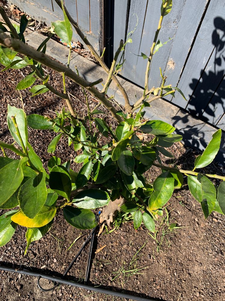 Lemon Tree Damage