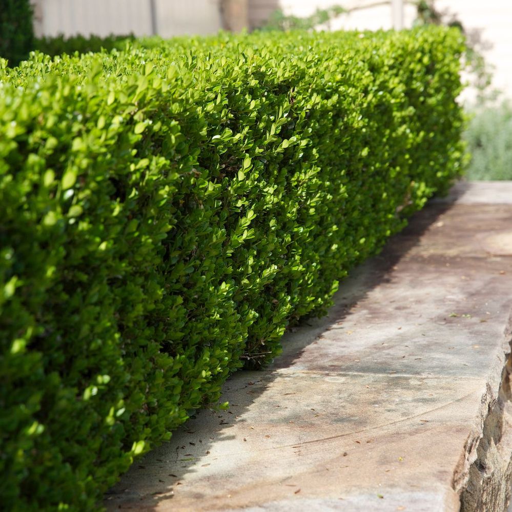 Buxus varieties are excellent for more formal hedges small or large.jpg