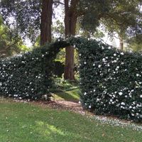 Camellia sasanqua makes a very trainable flowering hedge even in shady spots.