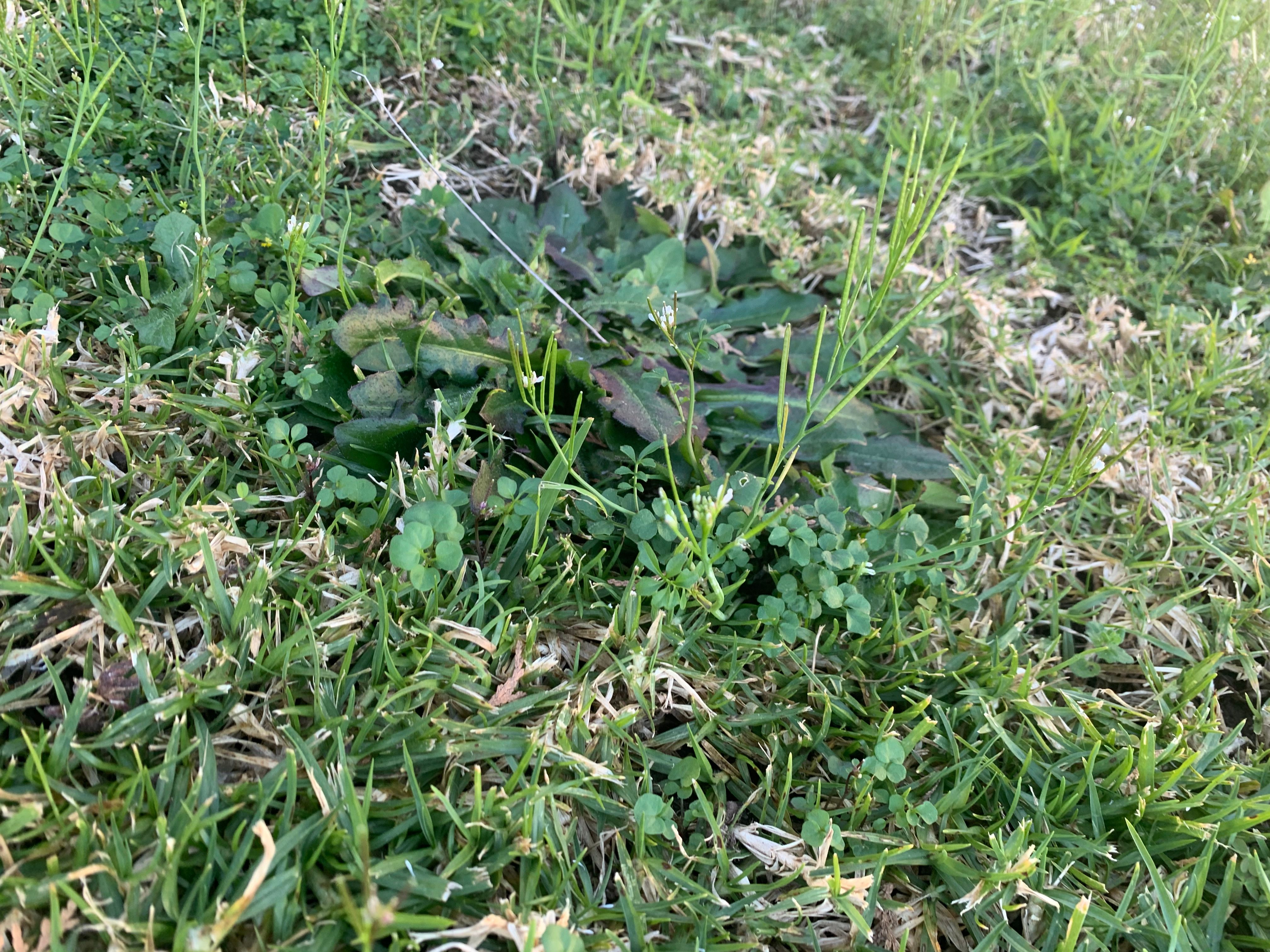 How to get rid of weeds in my lawn? Bunnings community