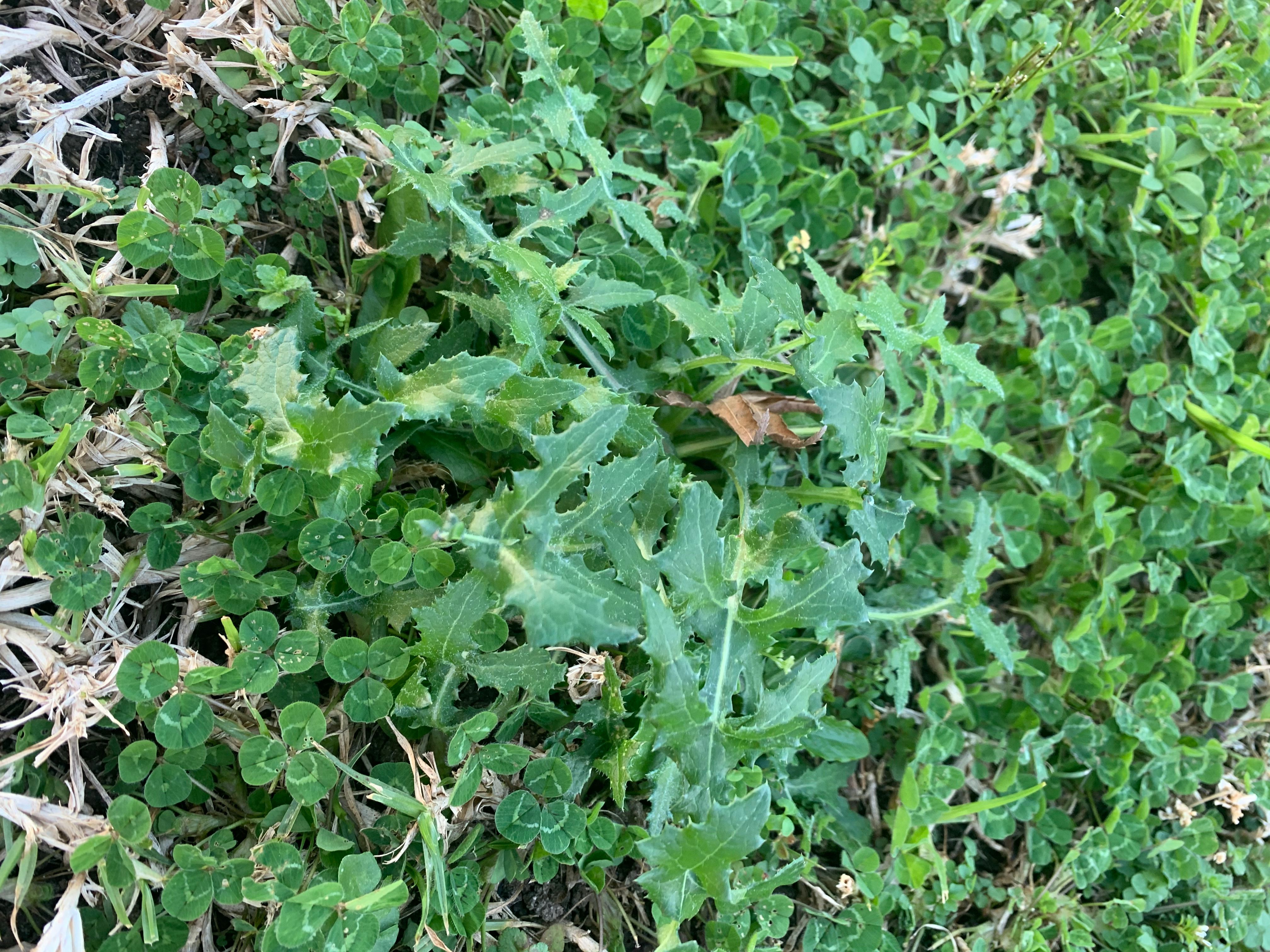 How to get rid of weeds in my lawn? Bunnings community