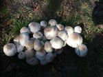 Mushrooms.jpg