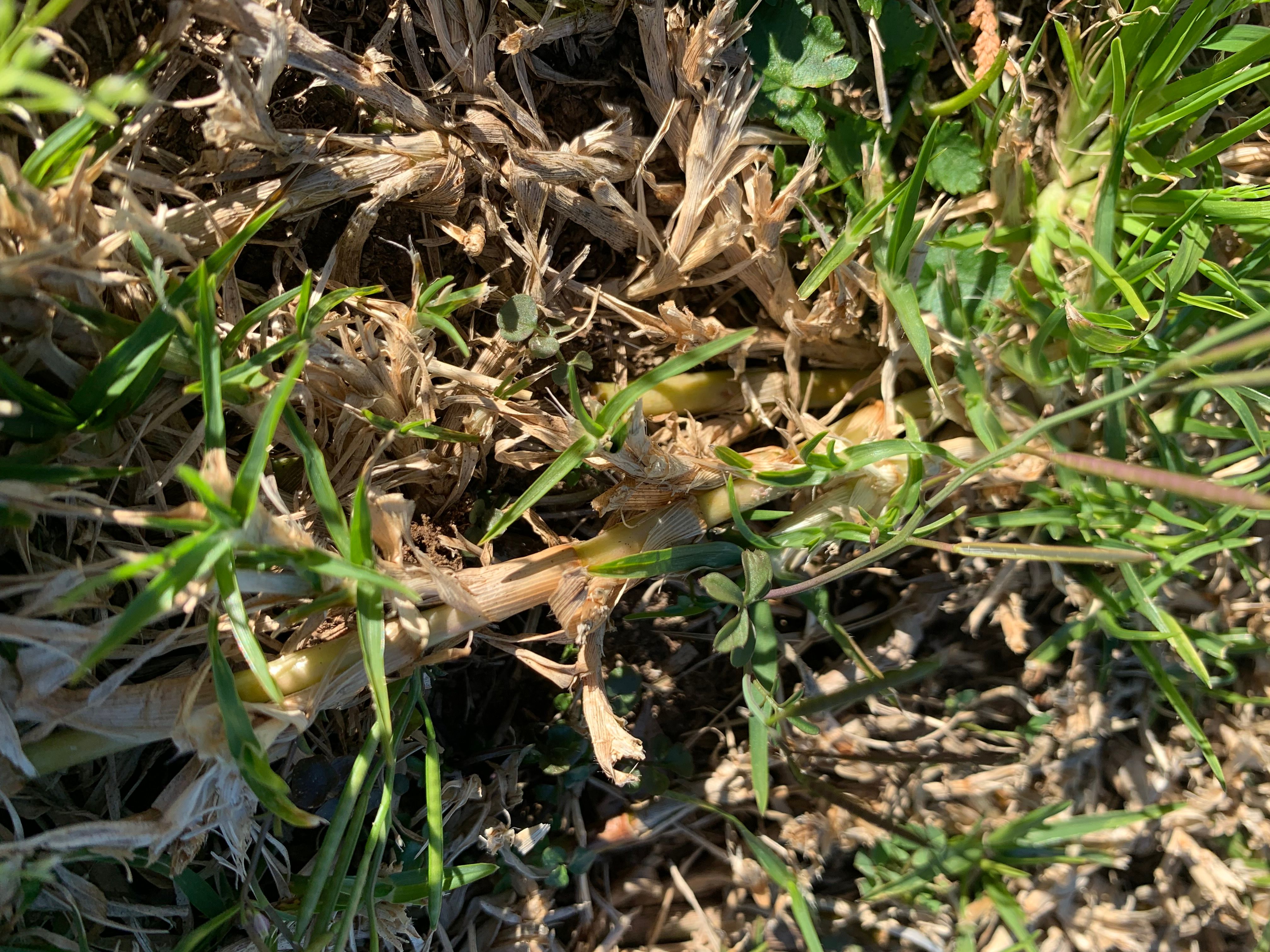 How to get rid of weeds in my lawn? Page 2 Bunnings community