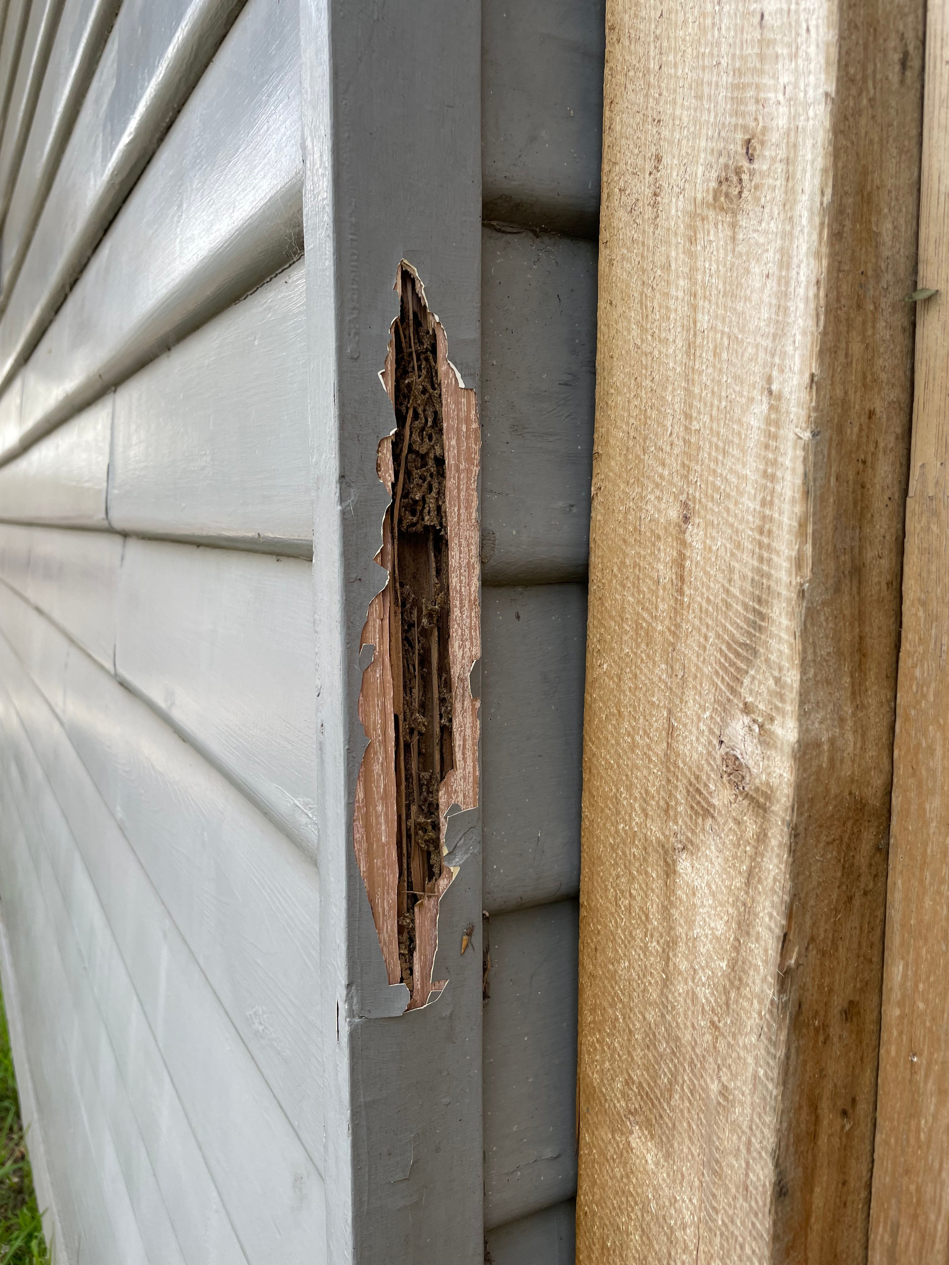 Solved DIY or Pro fix for termite damage? Bunnings community