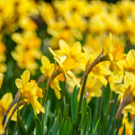 Daffodils