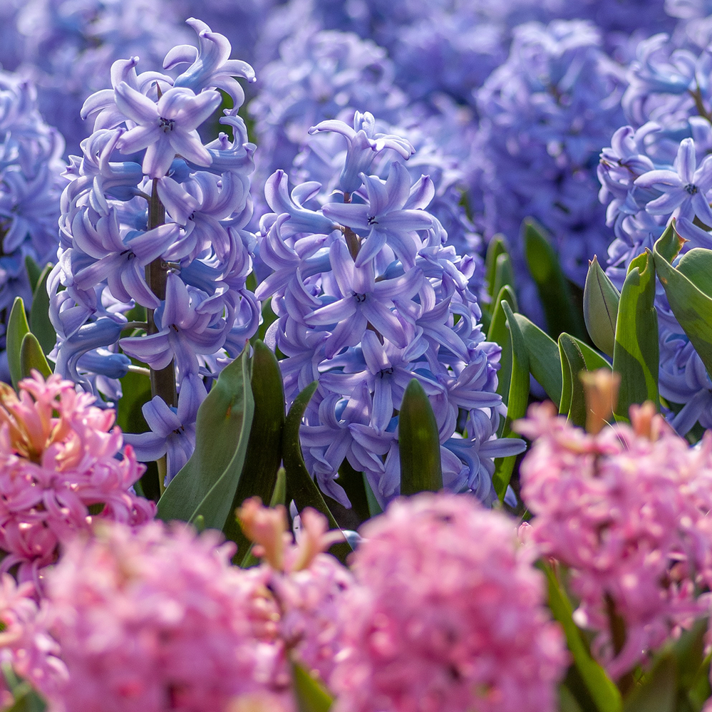 Hyacinths