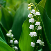 Lily of the Valley