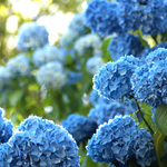 Hydrangeas