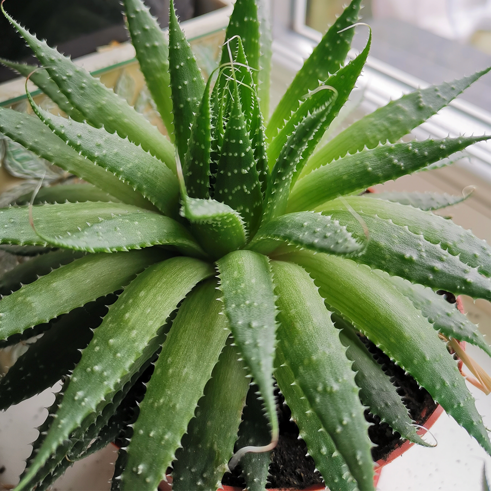 Aloe vera