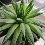Aloe vera