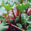Rhubarb