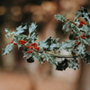 Holly