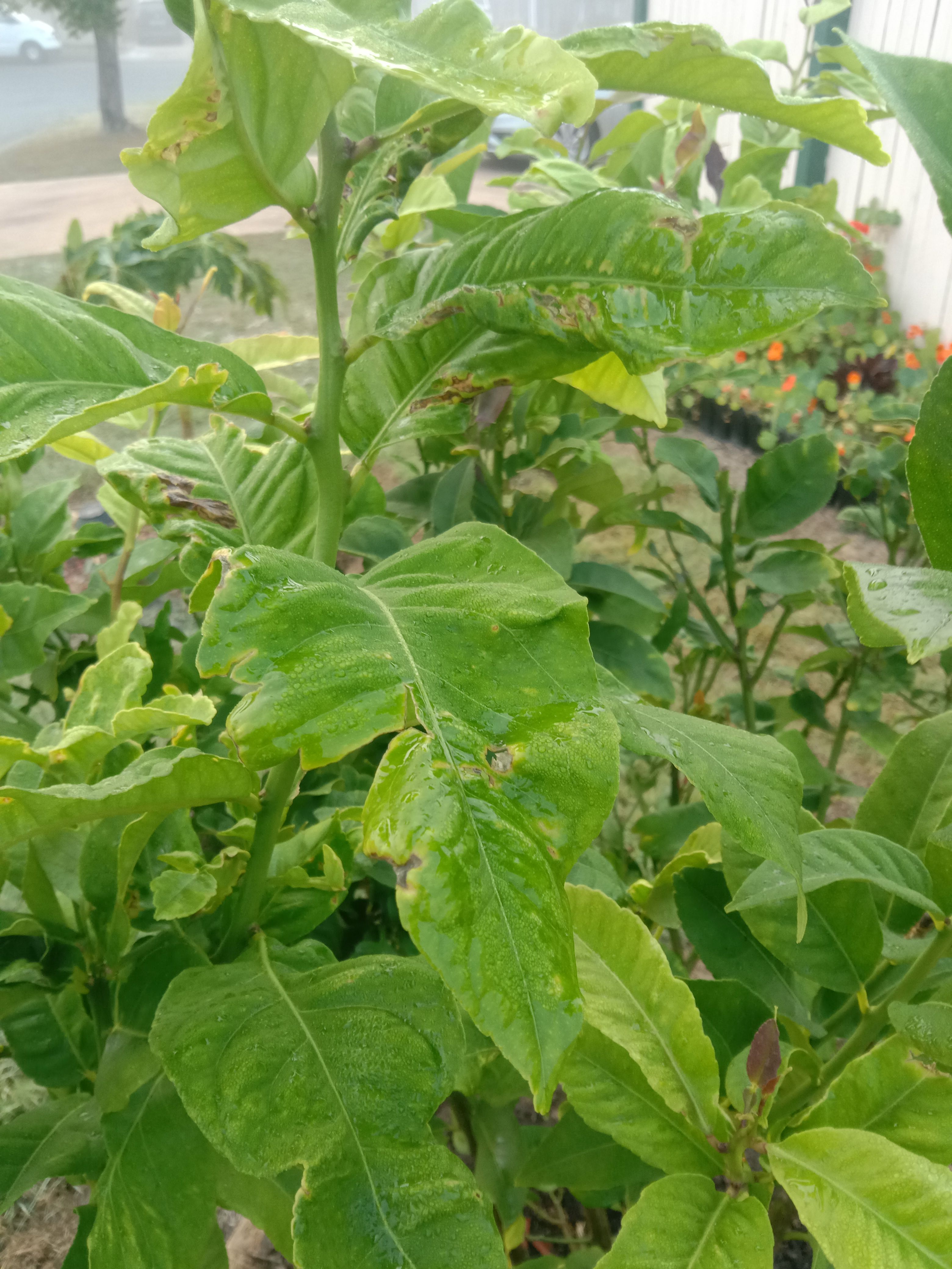 Lime tree issue not much flowers or fr... Bunnings community