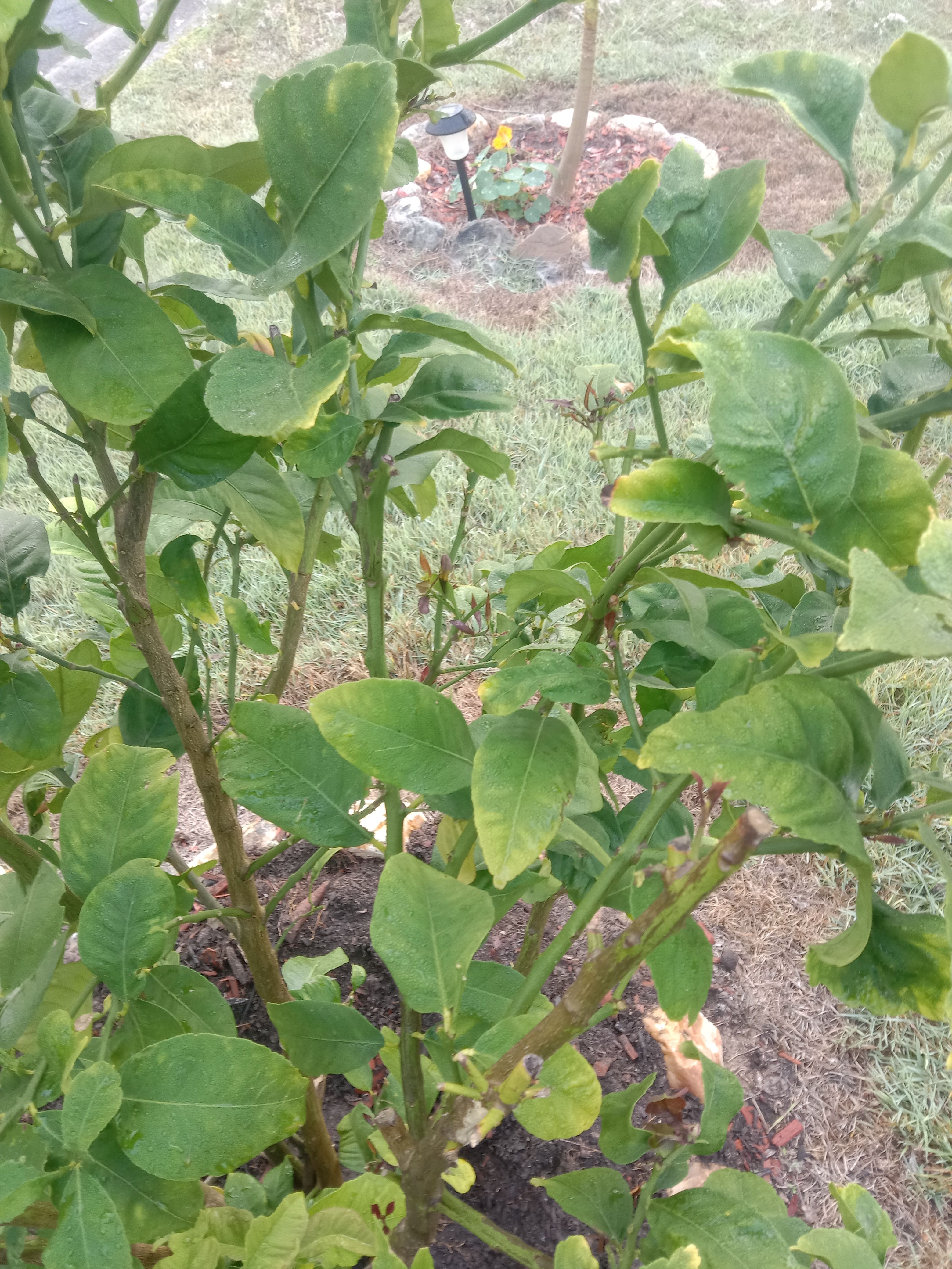 Lime tree issue not much flowers or fr... Bunnings community