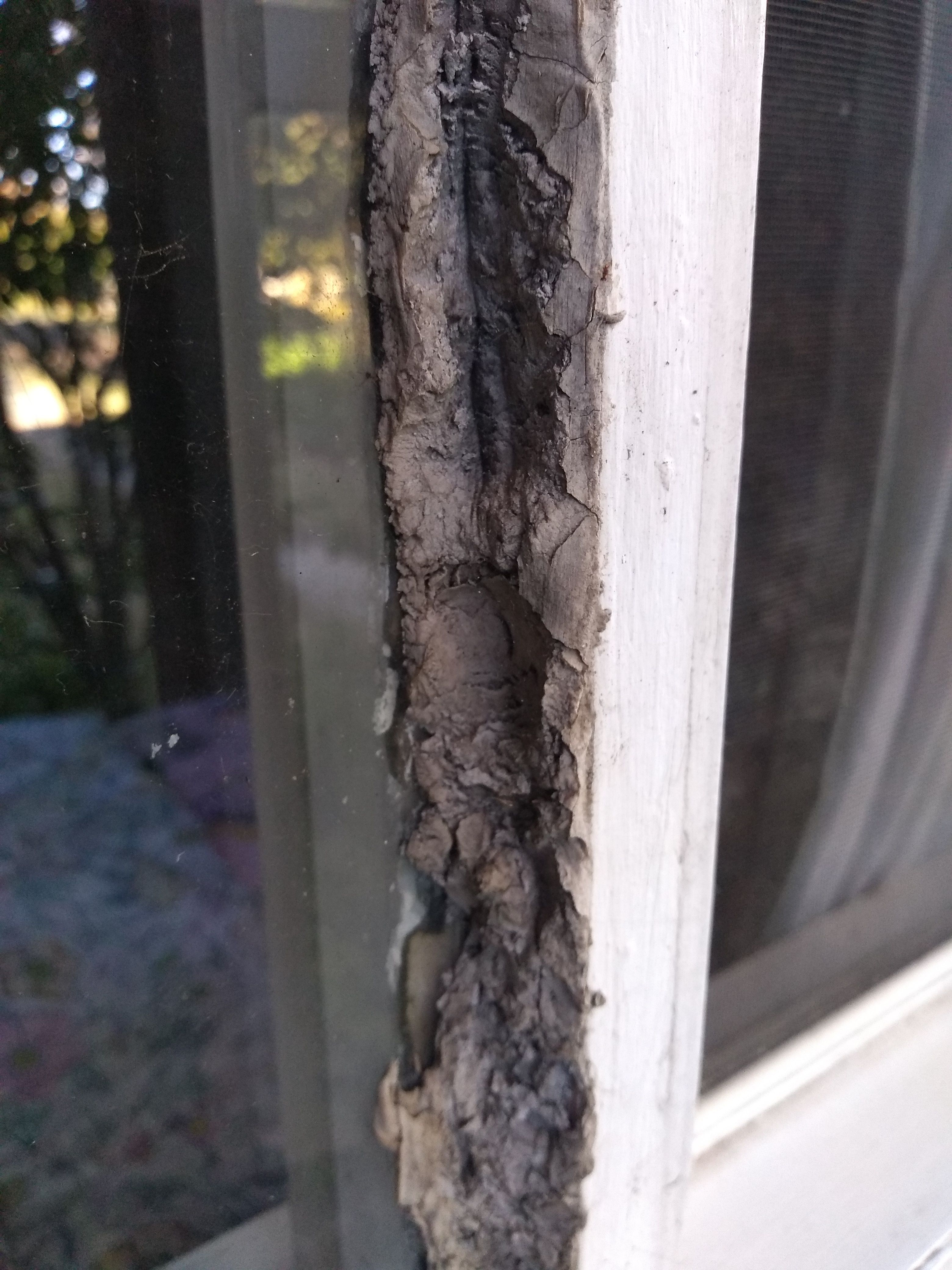 How to paint outside windows? Bunnings community