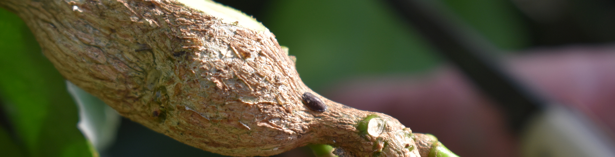 How to control citrus gall wasp Bunnings community