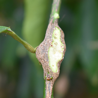 Exposed gall