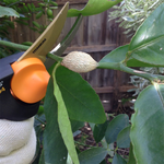 Pruning and gall removal