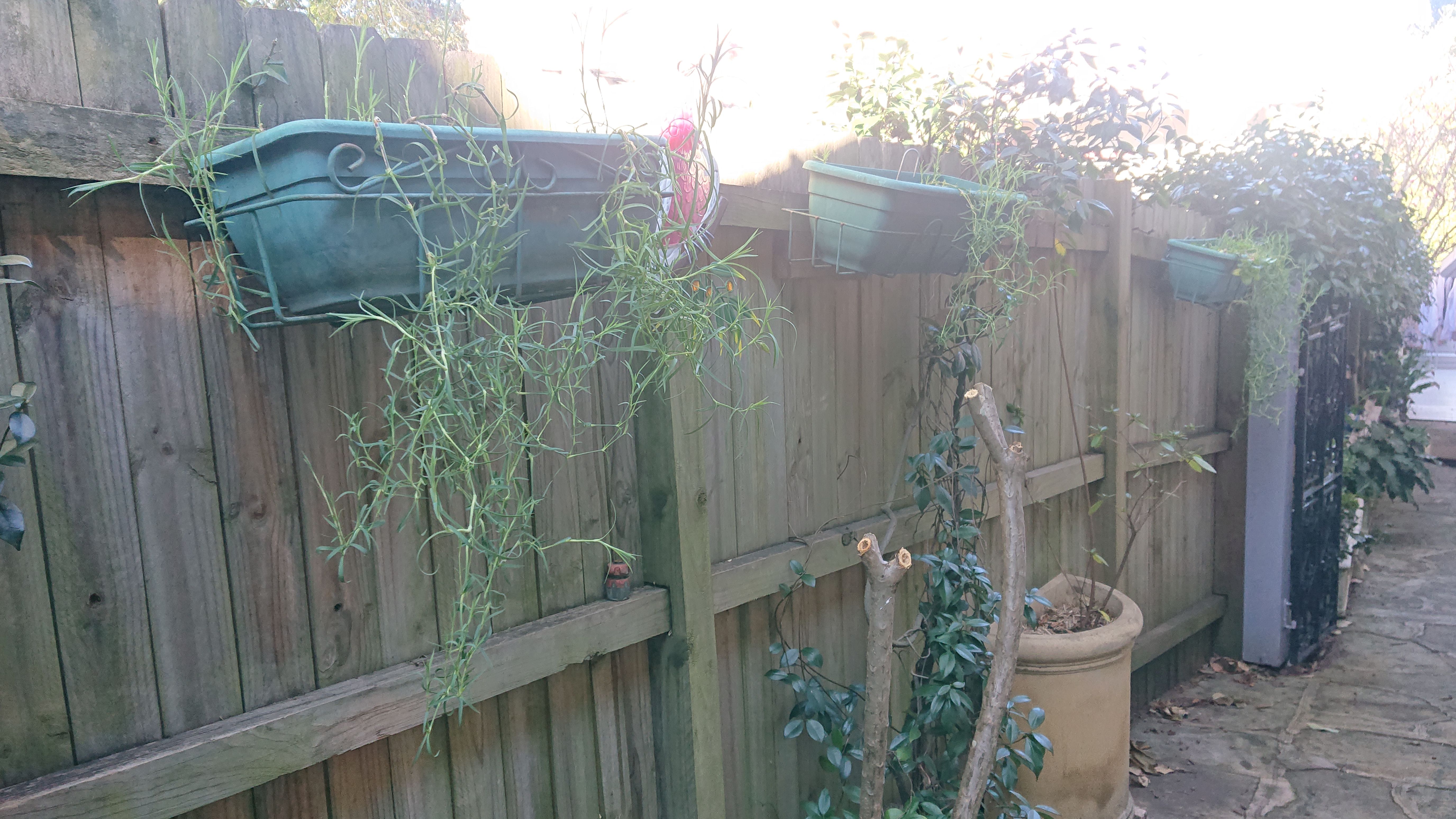 Solved What is wrong with my Carnations? Bunnings community