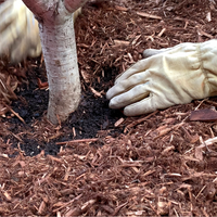 13.1 Keep mulch away from plant trunks and stems.png