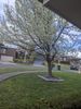 Front Yard Maple
