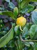 Lemon ?