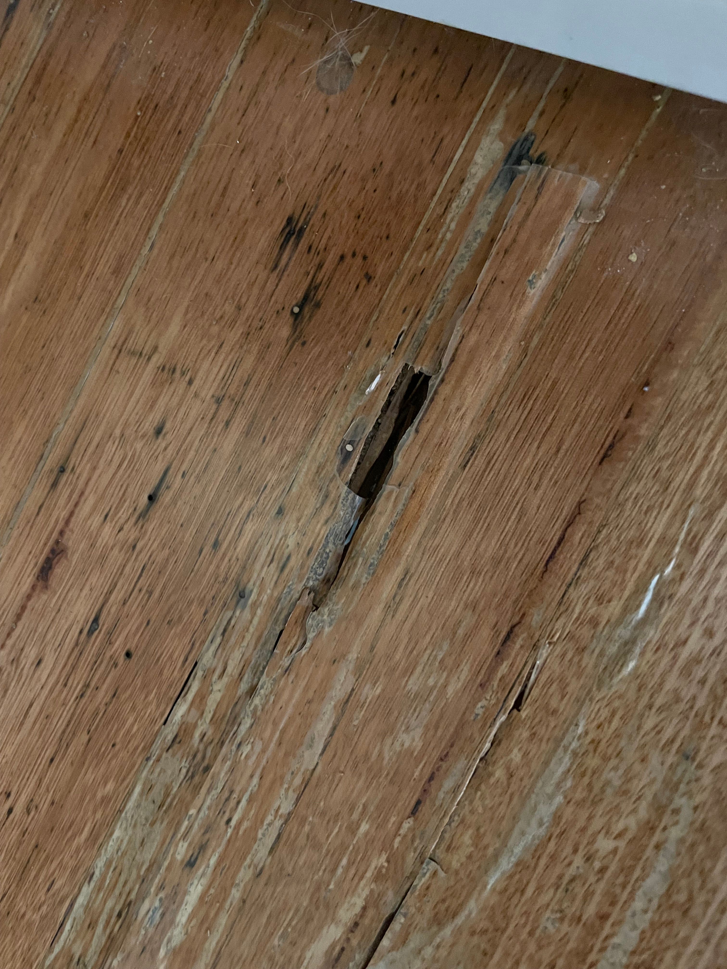 Floorboard termite damage Bunnings community