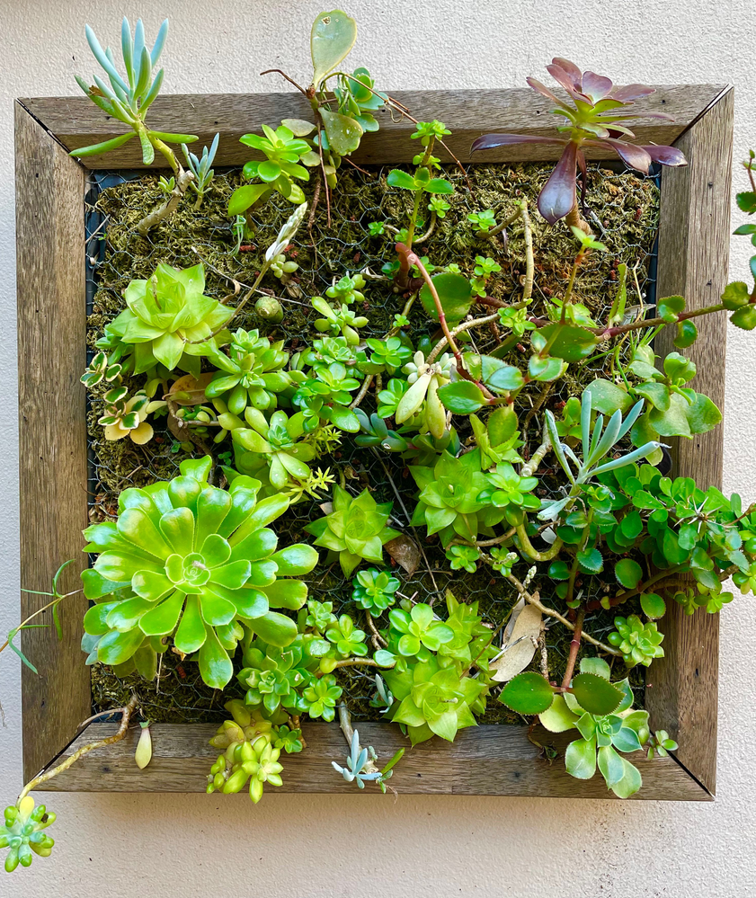 succulent frame 1.png